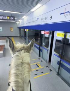 男子牵马坐西安地铁？这波操作把网友整懵了 实为短剧基地拍摄