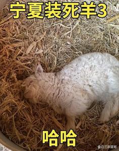 宁夏小羊羔“装死"走红 诈尸羊挑战成网红