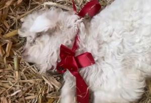 主人称装死小羊再高价也不卖 成家乡特产宣传大使