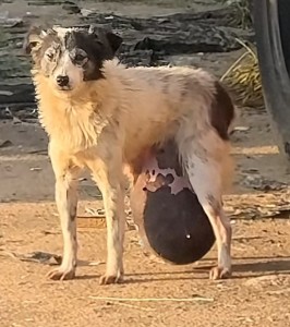 流浪狗“笑笑”肚挂“巨瘤”三年，涅槃重生后笑对人生