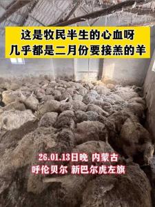 狼群夜袭羊圈致200多只死亡 牧民申请赔偿