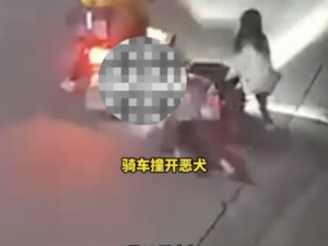 2女子遭未拴绳犬只追咬狗主被拘 新规下首例处罚引发热议