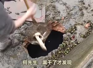 鱼塘惊现大洞 几百斤鱼顺水漏走 村民损失惨重