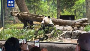 日本民众送别大熊猫留言写满整面墙 依依不舍之情溢于言表