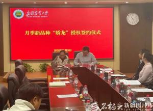 娇龙月季今年可实现盆栽种植 纪念贺娇龙同志