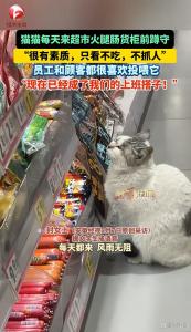 猫每天蹲守火腿肠货柜只看不吃 超市“小明星”定时打卡
