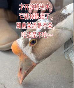 待宰大鹅流泪引网友喊话“求放过” 泪目瞬间触动人心
