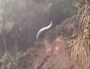 男子清晨邂逅国家二级保护动物“白凤凰”