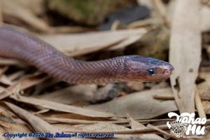 媒体评高中生发现新物种被质疑 热爱与坚持的胜利