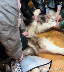 咬人阿拉斯加被安乐死犬主遭网暴 养宠责任引热议