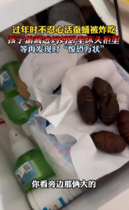 男孩救下蚕蛹20天后变蛾吓懵全家 意外惊喜引发家庭趣事