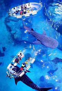 多部门回应珠海长隆鲸鲨去世 官方确认死讯