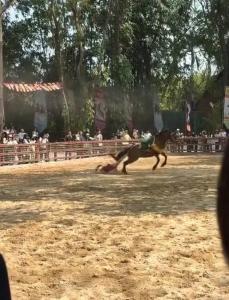 演员马术表演意外坠马遭拖行 现场紧急处理