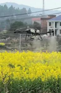 油菜洒药毒死蜜蜂 岂能怪养蜂未报备 兼顾蜜蜂安全与油菜高产