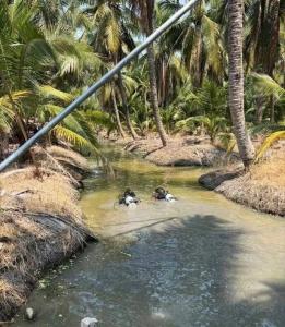中国女子在泰国被抛尸后续 真相待揭