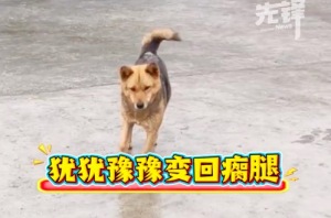女子晒戏精狗子装瘸被当场识破 网友：看似犹豫实在想不起哪条腿受伤