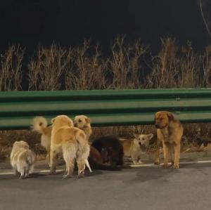 现实版“汪汪队大逃亡”上演 狗狗结伴穿越17公里返家