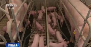 猪肉价格进入过度下跌一级预警区间 供需失衡探底