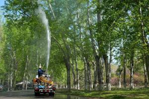 官方回应为何不把杨柳树都砍了 科学治理减少飞絮