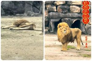 狮子皮包骨系配偶去世后未正常进食 丧偶抑郁致消瘦