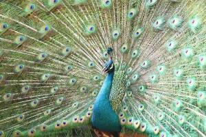 郑州动物园百只孔雀齐开屏 春日限定美景