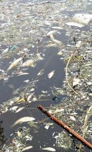 郑州一水库漂浮大量死鱼 原因待查 生态环境引发担忧