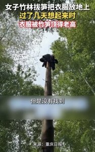 女子衣服挂竹笋忘拿回找到时被挂起！