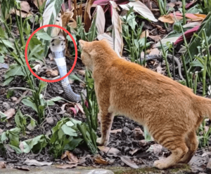 广州越秀公园惊现猫蛇大战 小猫勇斗剧毒蛇