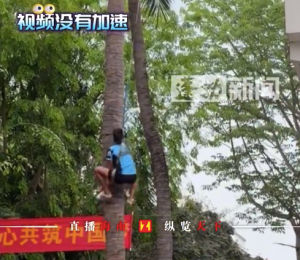 学生徒手爬椰子树10秒不到就登顶 网友：这速度跟猴子有的一拼了