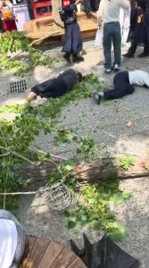 开封万岁山树干断落砸伤游客 突发大风引发意外