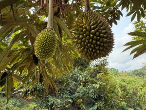 国产榴莲仍将是稀缺资源 资本押注未来