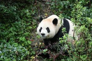 中国两只大熊猫将赴美 续写20年熊猫情