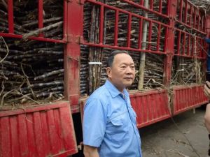 广东一糖厂收购农户滞销果蔗 暖心举动助农解困