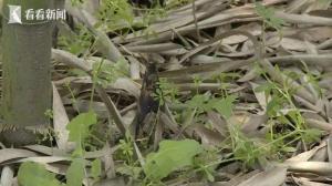 游客偷挖竹笋受伤索赔景区3万6 违规采笋自负责任