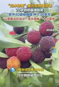 杨梅滞留树上 70岁奶奶崩溃哭了！