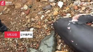 辽宁葫芦岛一只江豚死亡后搁浅海边：将被无害化处理 死亡原因正在调查