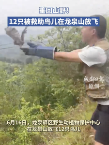 12只被救助鸟儿在龙泉山放飞