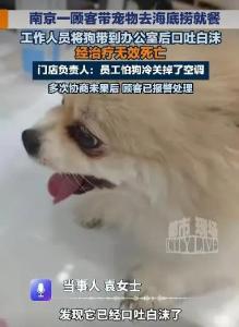海底捞死亡宠物狗中途被主人带离 事件引发热议