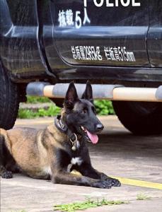 负伤民警和缉毒犬重逢看哭了 半年守候终相聚