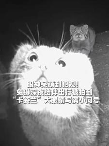 祁连山兔狲深夜组团出没 罕见画面曝光