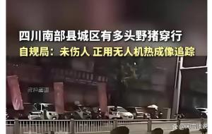 野猪组团逛县城 当地:属实 不是A! 生态保护成果的挑战