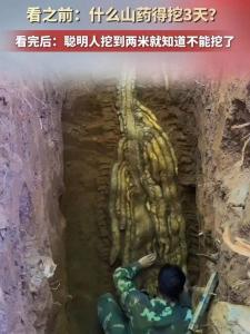 男子挖出长4米重80斤野山药 3天3夜终见成果