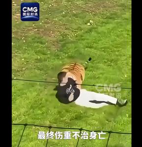 英国一男子闯进虎栏遭老虎袭击 不幸当场身亡
