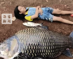 泰国近100公斤巨鲤搁浅死亡 ：体型比孩童还大 村民将它切块烹煮后分食