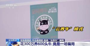 投资300万养了600头空气牛 虚拟牧场的陷阱