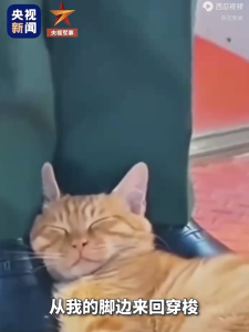 原来天安门小猫是这样认识武警的！