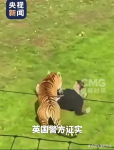 英国男子“虎口遐想”后丧命 人命与规则的边界