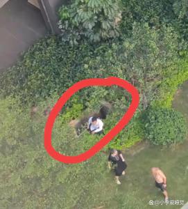 知情人称女子下楼捡抹布时坠井身亡 绿化带下的致命陷阱
