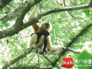 全球唯一种群持续增长的长臂猿类群 种群恢复至44只