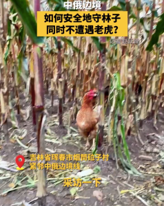 中俄边境的村民如何安全守林，同时不遭遇老虎？